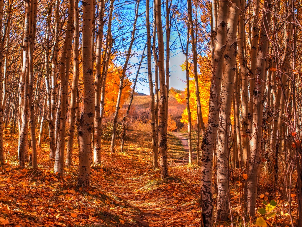 Fall Trees