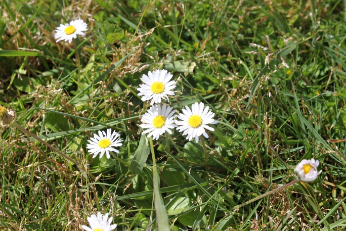 picnic flowers